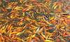 Fish Frenzy at Nuvali Lake in Sta. Rosa Laguna  Location: Laguna - Calabarzon
